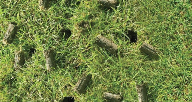Fall core aeration hotsell